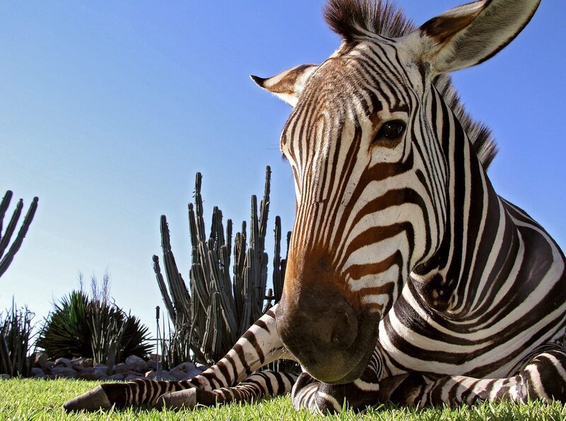Der Ärger mit dem aufmüpfigen Zebra Zebi hält an. Es hat einfach nichts als Unsinn im Kopf ... – Bild: BR/ARD/Simone Rosner Der Ärger mit dem aufmüpfigen Zebra Zebi hält an. Es hat einfach nichts als Unsinn im Kopf ... – Bild: BR/ARD/Simone Rosner