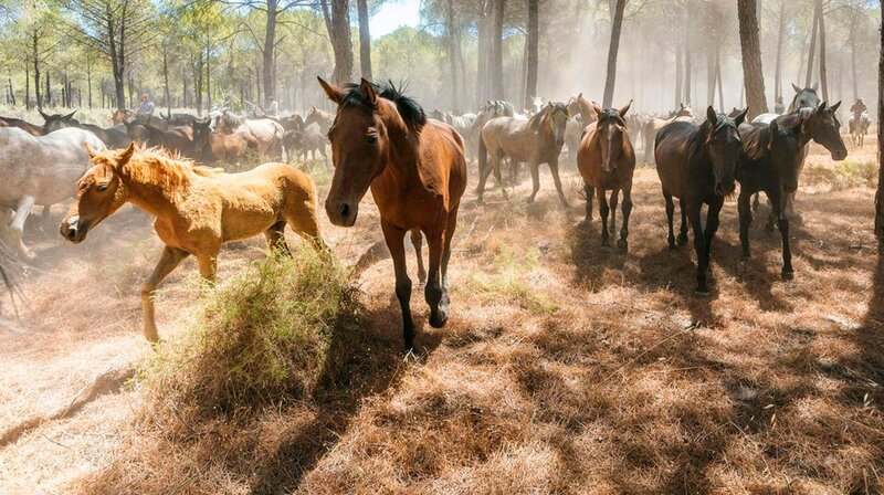 Der Nationalpark „Coto de Doñana“, ein UNESCO-Weltnaturerbe, liegt an der Costa de la Luz in Andalusien und ist eines der vielseitigsten Feuchtgebiete Europas. – Bild: phoenix/​ZDF/​arte