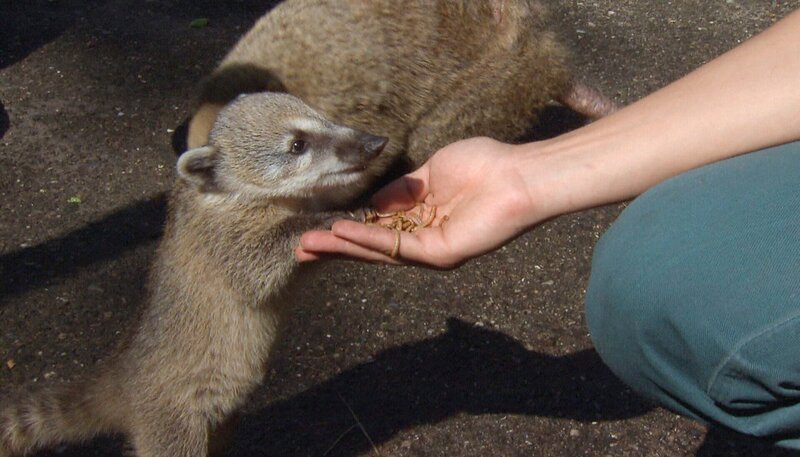 ARD/​NDR LEOPARD, SEEBÄR & CO. FOLGE 81, „Trubel im Alpakagehege“, am Dienstag um 16:10 Uhr im ERSTEN. Die kleinen Nasenbärbabys fressen schon wie die Großen. – Bild: NDR