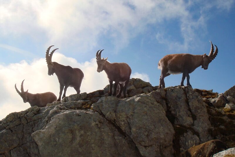 Steinböcke – Bild: ServusTV /​ Wild Nature Film /​ Otmar Penker