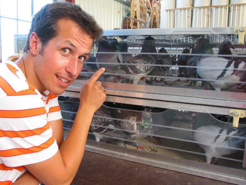 Willi mit Brieftauben. Alle werden per Computer erfasst und später in einen Lkw verladen. – Bild: BR/​megaherz gmbh