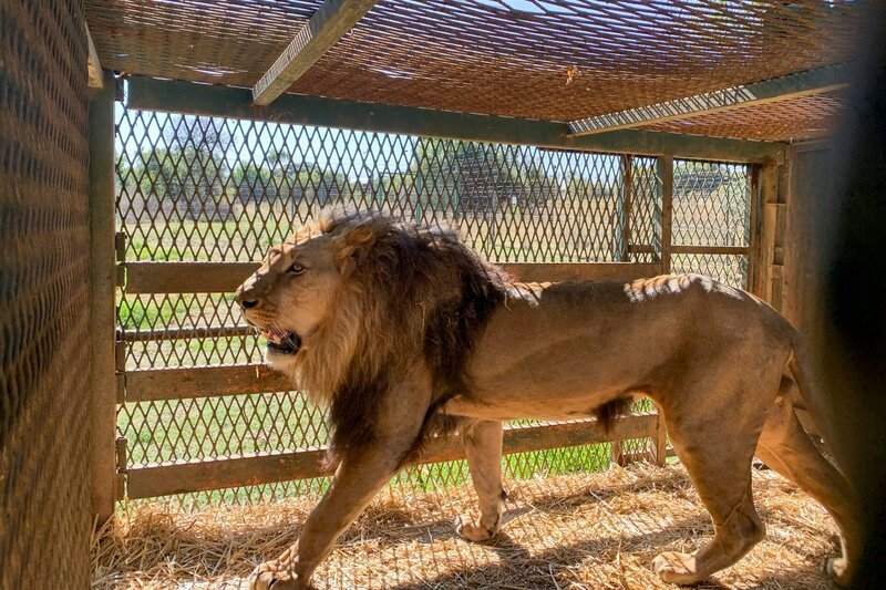 Ein Löwe im Gehege – Bild: Off the fence
