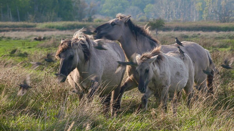 Seit 2002 durchstreifen Koniks die Geltinger Birk im Norden Schleswig-Holsteins. Die ursprüngliche, kleine Pferderasse lebt das ganze Jahr über draußen. – Bild: NDR/​NDR Naturfilm/​Doclights/​Uwe Anders