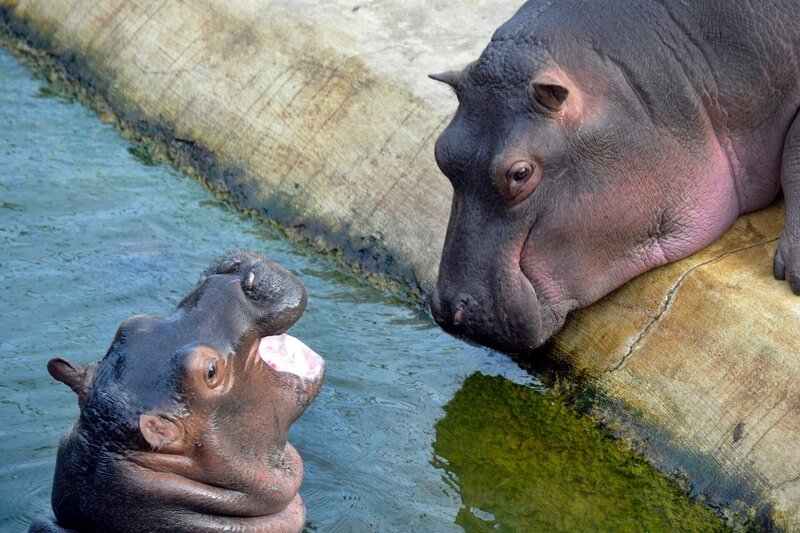 ARD/​rbb PANDA, GORILLA & CO., TEIL 249, „Geschichten aus dem Zoo Berlin und Tierpark Berlin“, Bei den Flusspferden im Zoo ist ein kleiner Bulle zur Welt gekommen! – Bild: rbb/​Thomas Ernst