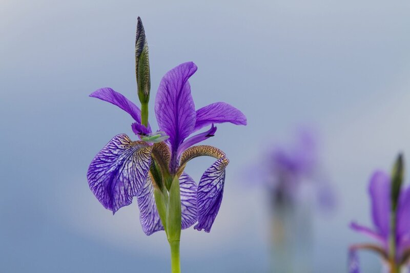 Sibirische Schwertlilie (Iris sibirica). – Bild: Nautilusfilm /​ ORF /​ Andreas Hartl