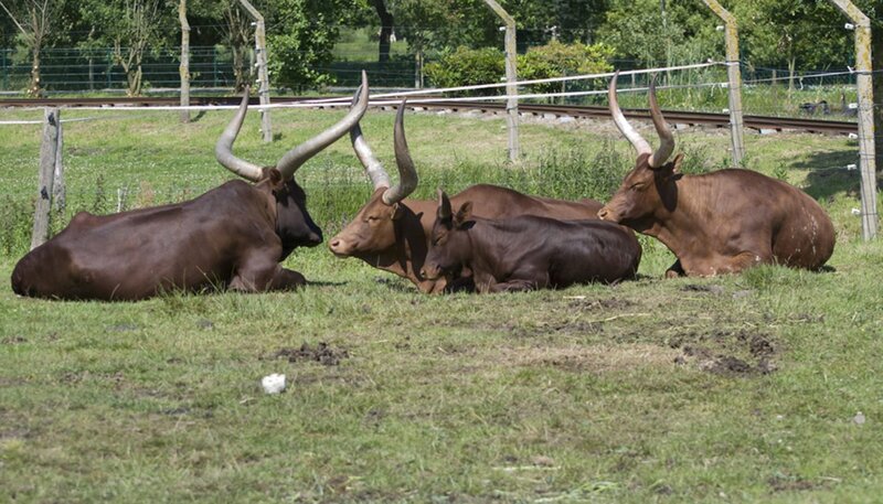 Watussirinder im Jaderpark. – Bild: BR/​Radio Bremen/​Volkmar Struessmann