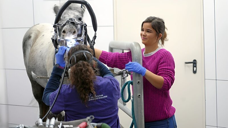 Ein Tag in der Tierklinik 5 – Bild: BR/​Text und Bild Medienproduktion GmbH & Co. KG/​Franziska Lingner
