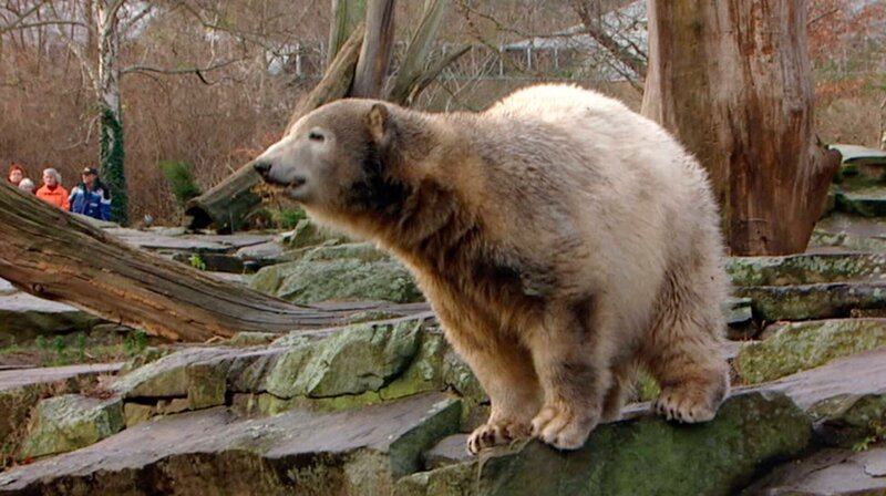 Das Jahr – Eisbär-Baby Knut aus dem Berliner Zoo begeistert die Welt, der Orkan „Kyrill“ fegt über die Stadt und Berlin wird zur Hochburg der „digitalen Boheme“. Eine Berlin-Chronik der Superlative: Fünf Jahrzehnte von 1961, dem Jahr des Mauerbaus, bis 2009 als Berlin eine Weltstadt im 21. Jahrhundert ist. – Eisbär Knut wird ein Jahr alt – Bild: rbb