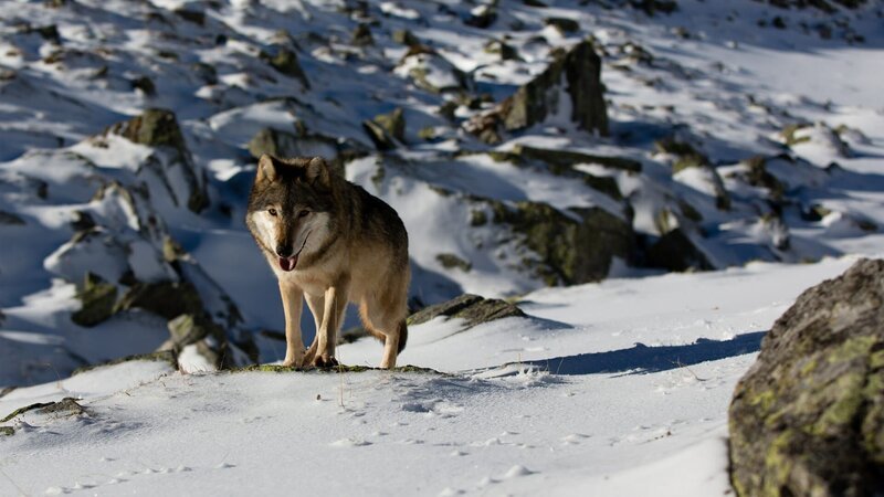 Wanderwolf – Bild: Curiosity Channel powered by Spiegel