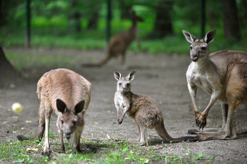 Eine Überraschung der besonderen Art erwartet Tierpflegerin Heike Wegener bei der Beuteltier-Gruppe um Cosma, Shiva und Hagen. Derzeit sind die drei die einzigen Westlichen Grauen Riesenkängurus in einem deutschen Tiergarten! – Bild: rbb/​Niels Leiser