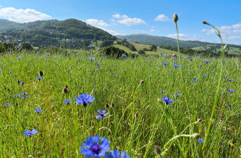 Soweit das Auge reicht, schmücken leuchtend blaue Kornblumen die sanften Hügel der Rhön. – Bild: BR/​Klaus Röder