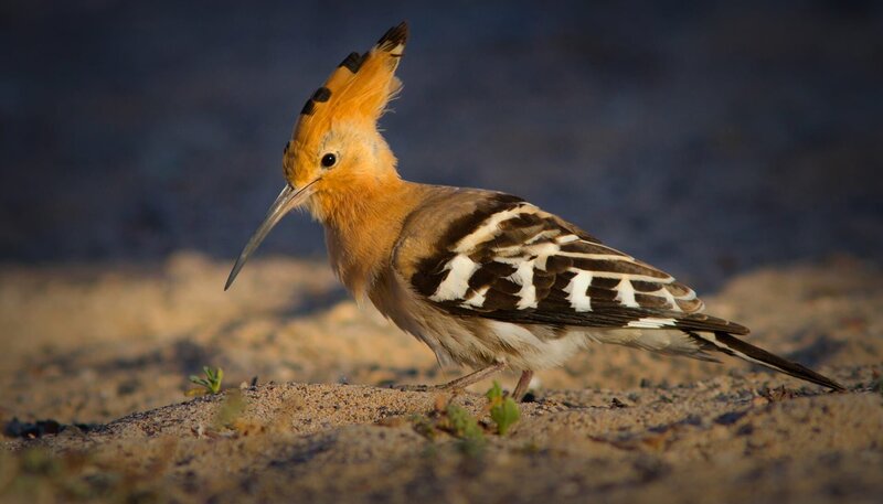 Der Wiedehopf ist ein Brutvogel der Kanaren. – Bild: BR/​NDR/​NDR Naturfilm/​Science Vision/​doclights/​Yeray Seminario