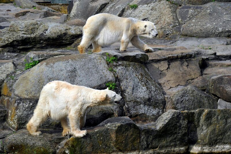 ARD/​rbb PANDA, GORILLA & CO., TEIL 251, „Geschichten aus dem Zoo Berlin und Tierpark Berlin“, am Montag (12.08.13) um 16:10 Uhr im ERSTEN. Bei den Eisbärdamen ist alles beim Alten. Friedlich leben sie miteinander auf der Felsenanlage des Zoos und kommen sehr gut ohne Männchen aus. – Bild: rbb/​Thomas Ernst