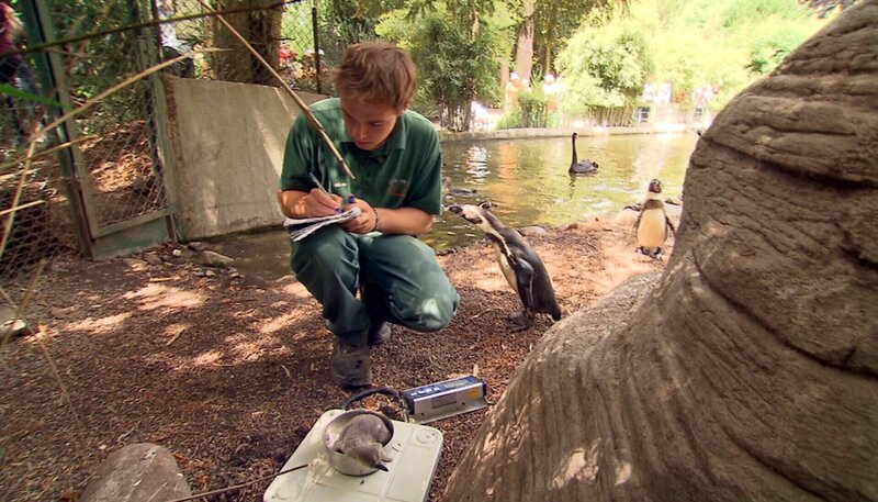 Während Dave Nelde das Pinguinküken wiegt, lässt die Pinguinmutter ihn nicht aus den Augen. – Bild: NDR