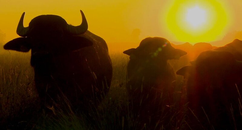 Wasserbüffel werden in den Wäldern der Lechmündung als Landschaftspfleger eingesetzt und sollen die seltene „Frauenschuh-Orchidee“ vor dem Aussterben retten. – Bild: BR/​Jens-Uwe Heins