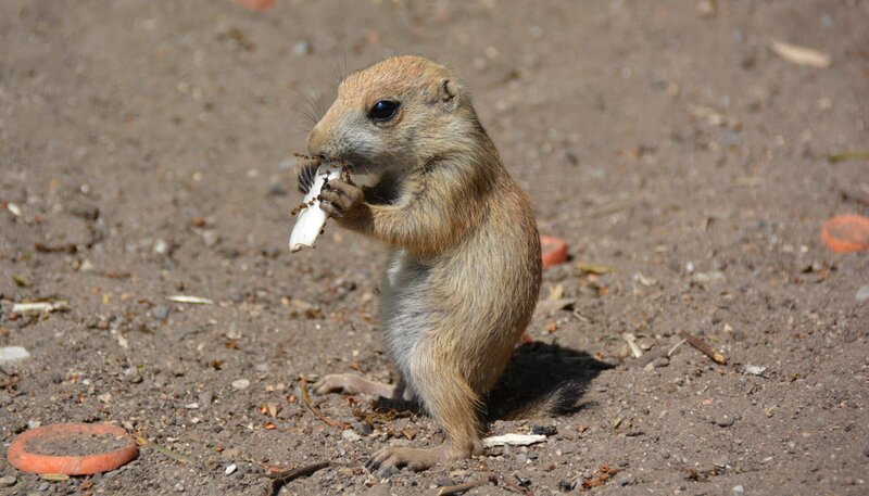 Präriehundenachwuchs im Jaderpark. – Bild: BR/​Radio Bremen/​Volkmar Struessmann