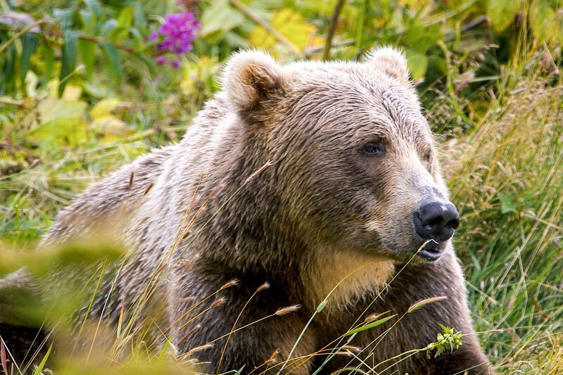Kodiak Island – Alaskas legendäre Bären-Insel Der Kodiakbär SRF/​OneGate – Bild: SRF/​OneGate