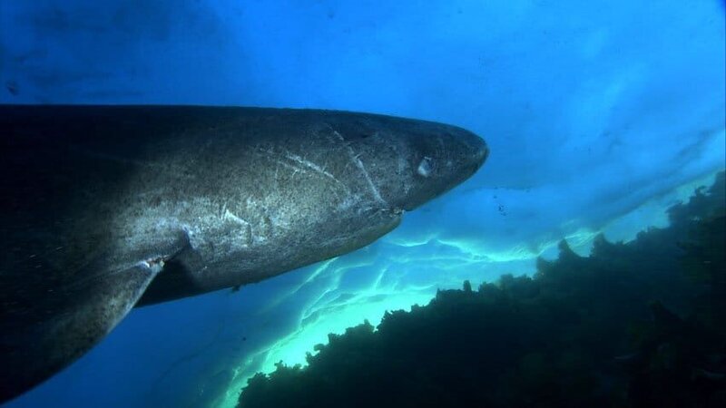 Der Eishai gehört zu den geheimnisvollsten Bewohnern der Gewässer vor Grönlands Küsten. Er taucht mehrere tausend Meter tief und wird vermutlich einige hundert Jahre alt. – Bild: 3sat