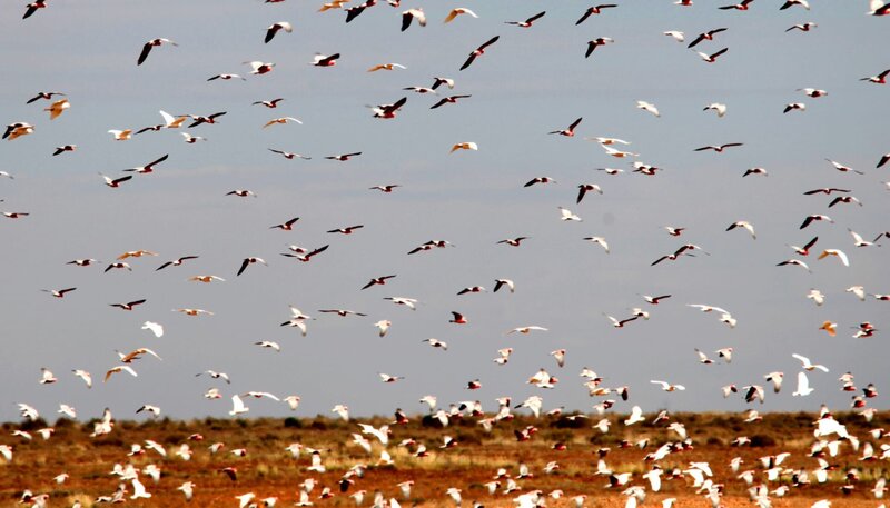 Allein in der Wüste? Von wegen – Galahs kommen im Süden Australiens manchmal in riesigen Schwärmen vor. – Bild: NDR/​NDR/​doclights/​Klaus Weißmann & Rolf Sziringer