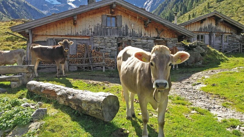 Die Bodenalm im Zillertal ist eine der letzten Tiroler Melkalmen ohne Zufahrt. Das ist eine Strapaze für Mensch und Tier. Wenn keine Straße gebaut wird, wollen die Bauern die Alm auflassen. – Bild: ZDF und ORF/ORF-T. Die Bodenalm im Zillertal ist eine der letzten Tiroler Melkalmen ohne Zufahrt. Das ist eine Strapaze für Mensch und Tier. Wenn keine Straße gebaut wird, wollen die Bauern die Alm auflassen. – Bild: ZDF und ORF/ORF-T.