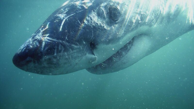Yasawa islands, Fiji – A large bull shark. – Bild: Animal Planet