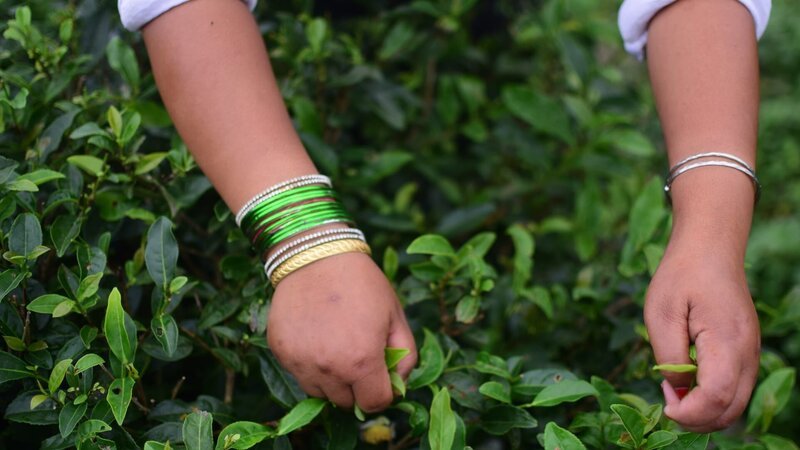 A local woman in Darjeeling, India, is picking green tea with bare hands. – Bild: Ira15 /​ Getty Images/​iStockphoto