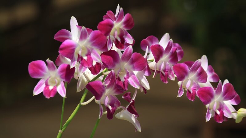orchid flowers on the farm – Bild: Getty Images/​iStockphoto