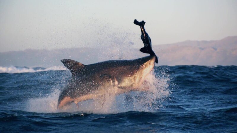 Shark biting. – Bild: Discovery Channel