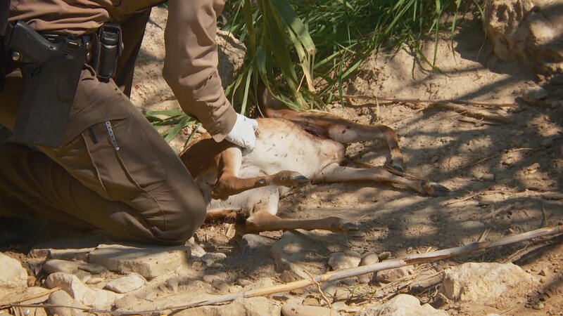 Allison Hatten untersucht im „Lone Star State“ ein totes Hirschkalb. – Bild: Warner Bros. Discovery