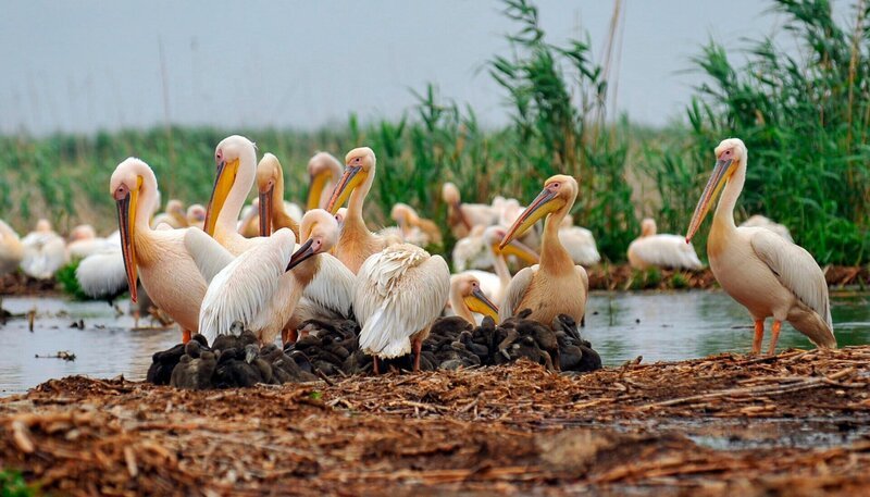 Pelikane im Donaudelta, Rumänien. – Bild: PHOENIX/​BR/​ScienceVision/​Jiri Petr