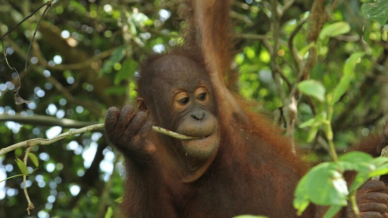 Boogie Boy in a tree. – Bild: Discovery Communications /​ Photobank 33412_ep101_001 /​ Blink Films