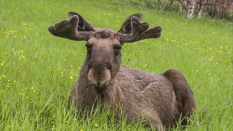 Elias Elch hat zusammen mit Hund Keks das Reim-Kraut gefunden. – Bild: ZDF/​Nautilusfilm