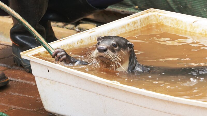 Otter – Bild: Roberto Carletti