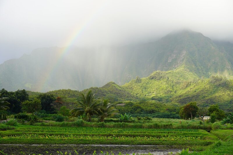 Taro-Feld im Angesicht der Ko’olau-Berge: Der Anbau der knollenartigen Nutzpflanze hat auf Hawai’i eine lange Tradition. – Bild: Curiosity TV