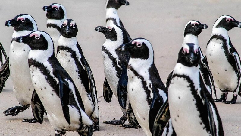 Eine Gruppe Brillenpinguine (Spheniscus demersus) an der Küste von Afrika. – Bild: TVNOW /​ Aquavision TV Prod./​Peter Lamberti
