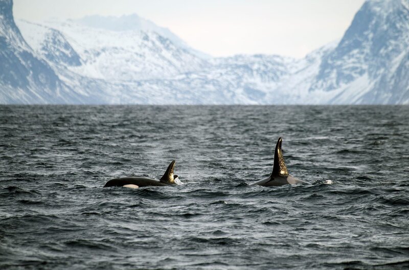 Orcas vor der Küste von Andøya – Bild: Stefan Leimer