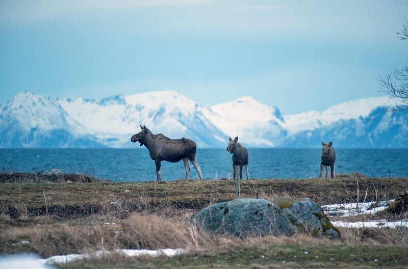Elche streifen über die weiten Hochebenen der Vesterålen. – Bild: Stefan Leimer