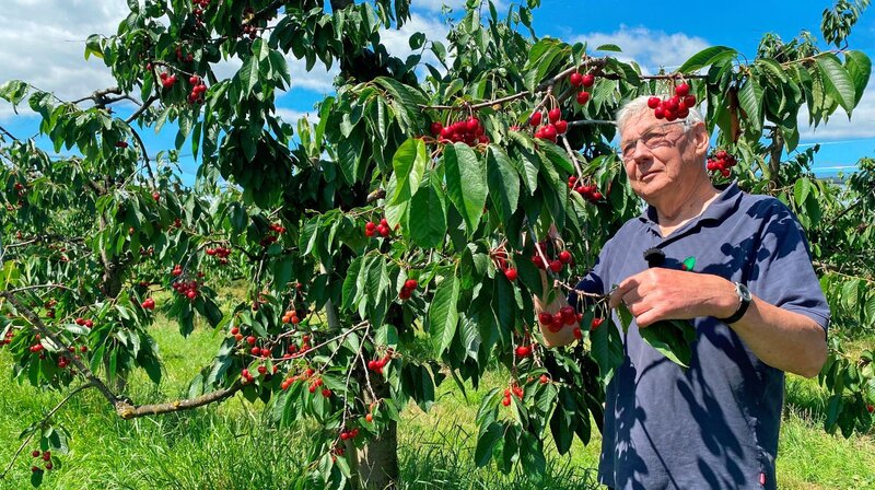 Wenn die Kirschen in den 1960er Jahren auf seinem Hof im Alten Land reif waren, kamen Saisonarbeiter aus Anatolien, um sie zu ernten. Gerd Lefers erinnert sich, dass sich die Saisonarbeiter damals noch vor der Polizei versteckten. – Bild: NDR/​Katrin Heineking