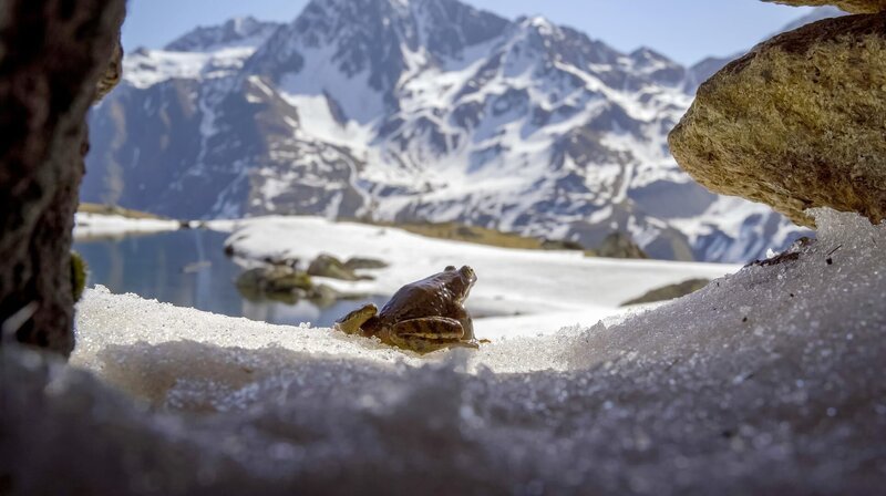 Nach dem Winterschlaf sind die Grasfrösche „auf dem Sprung“ zur Paarung. – Bild: NDR/​Uwe Ernst