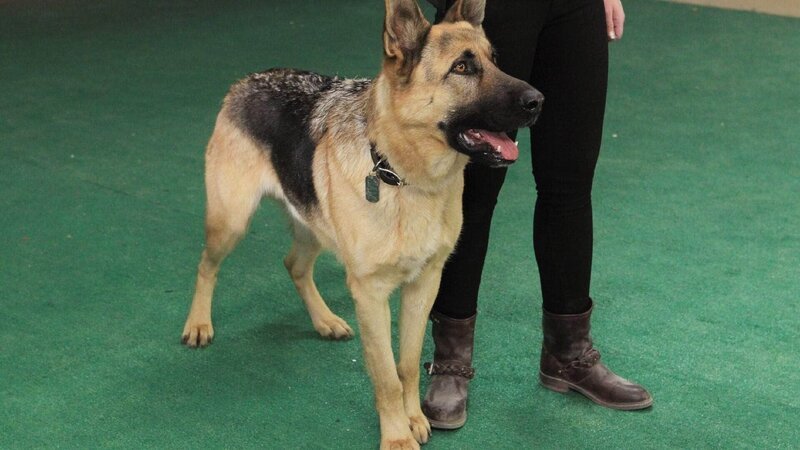 Nicks Polizeihund Sam hat einen unterirdischen Bunker aufgespürt, in dem das Opfer offenbar starb und danach an den Stadtrand von Las Vegas gebracht wurde. – Bild: MG RTL D