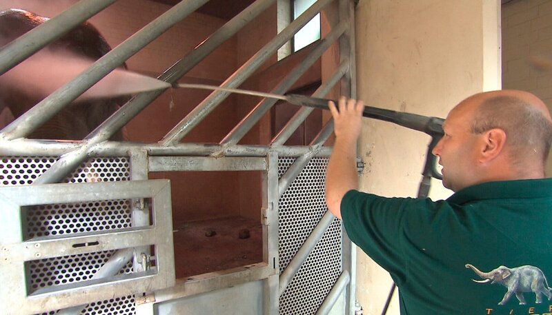 Michael Schmidt begrüßt den Elefantenbullen Hussein mit einer kühlen Dusche. – Bild: NDR