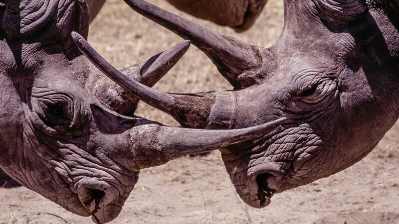 Spitzmaulnashörner in Kaokoveld, Namibia, Afrika – Bild: TVNOW /​ Aquavision TV Prod./​Peter Lamberti