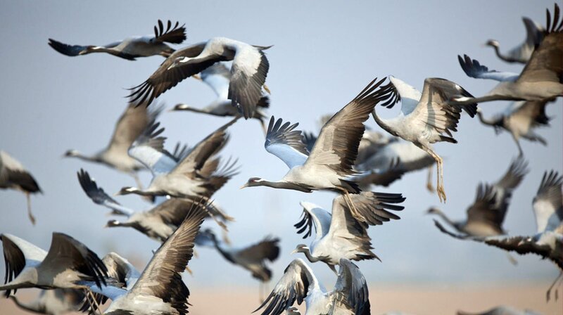Jungfernkraniche machen sich im Herbst auf den Weg in den Süden – von den Steppengebieten Asiens nach Indien. – Bild: phoenix/​ZDF/​3sat