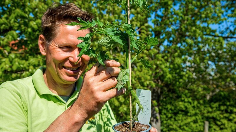 Peter Rasch mit einer Tomatenpflanze. – Bild: NDR/​Udo Tanske