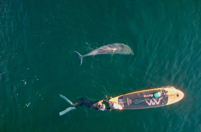 Delle, der Delfin, kommt regelmäßig in den Hafen von Svendborg – meistens begleitet von Jesper Stig Andersen auf seinem Stand-up-Paddle-Board. Die beiden tauchen, schwimmen und reden zusammen. – Bild: NDR/​Eddy Zimmermann