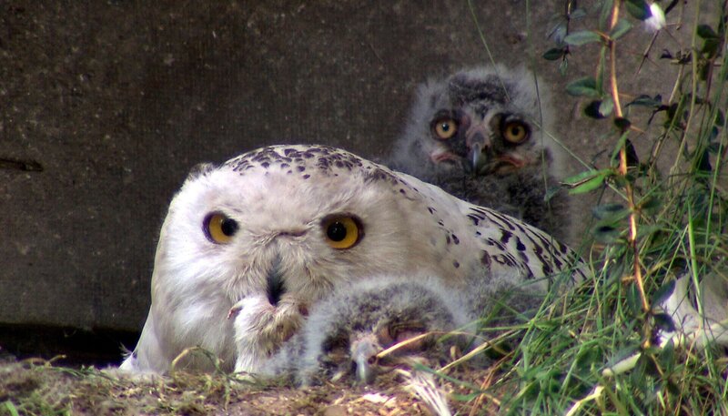 Die Schnee-Eulen-Eltern bewachen ihren Nachwuchs. – Bild: NDR