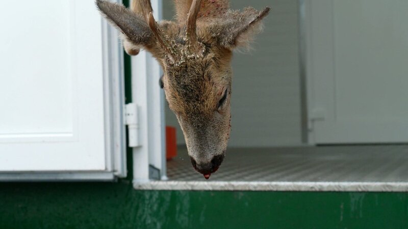 Laut dem Deutschen Jagdverband in der Jagdsaison 2021/​22 wurden rund 1,3 Millionen Rehe in Deutschland getötet. – Bild: N24 Doku
