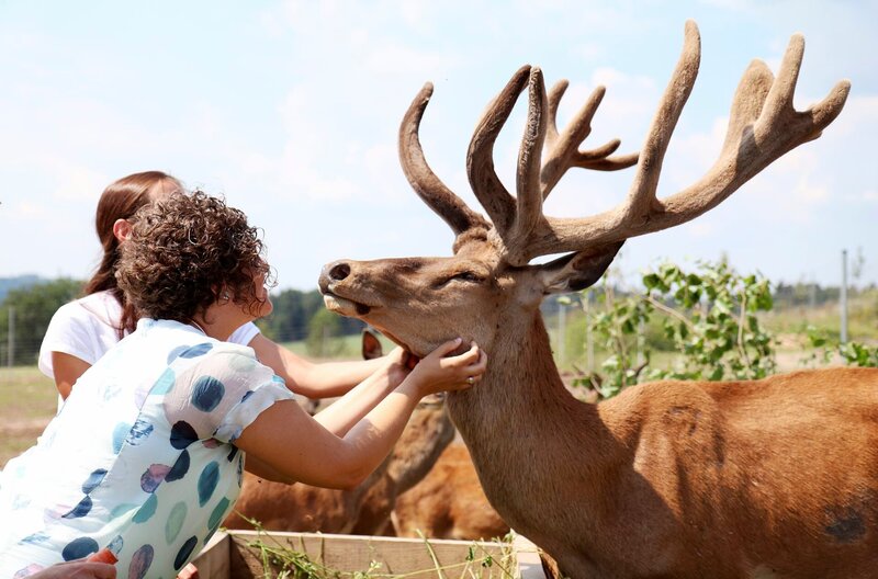 Bei der Hofführung: Ina Lichtenthäler streichelt einen Rothirsch. – Bild: SWR/​Elisabeth Kratzer
