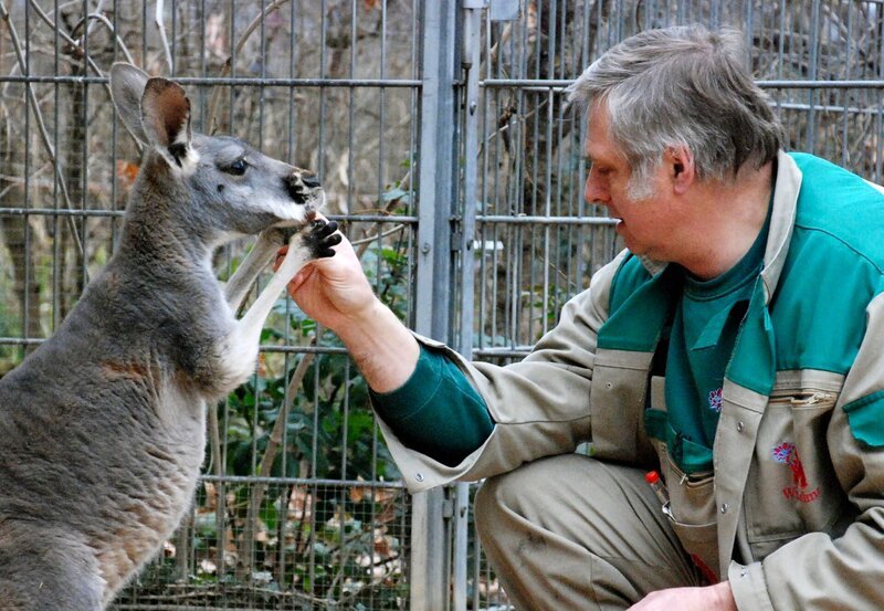 Gerhard Popp kümmert sich um die Zahnschmerzen der Känguru-Damen. – Bild: SWR/​Thorsten Backofen
