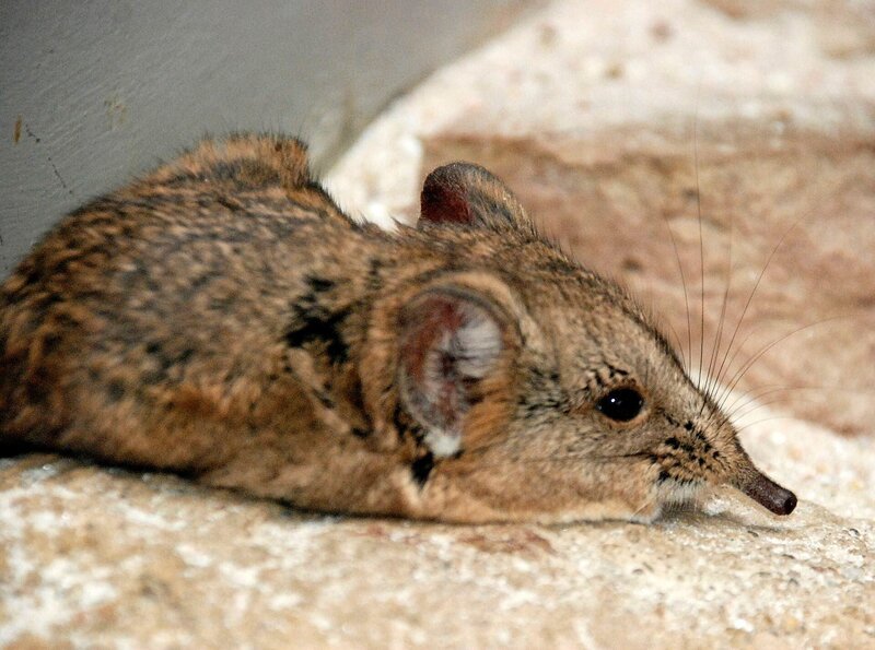 Rüsselspringers Leibspeise: Heimchen. – Bild: SWR/​Thorsten Backofen